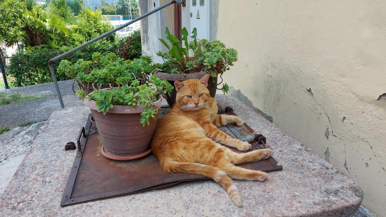 Apartment Tina オパティヤ エクステリア 写真